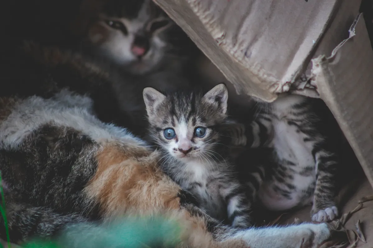 What Is the Best Litter Box for Odor Control? A Practical Guide — PurrWise guide