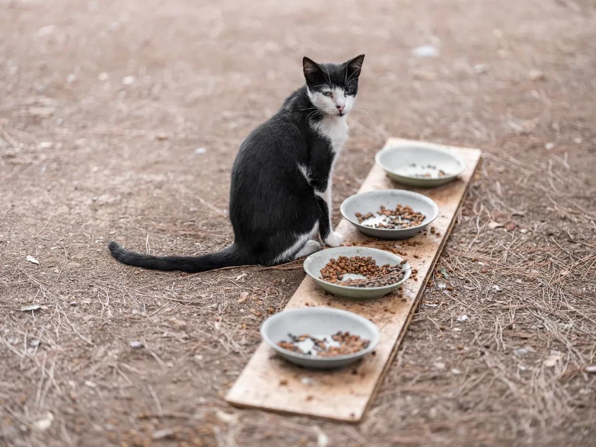 Can Cats Eat Eggs? A Safe Treat Guide — PurrWise guide