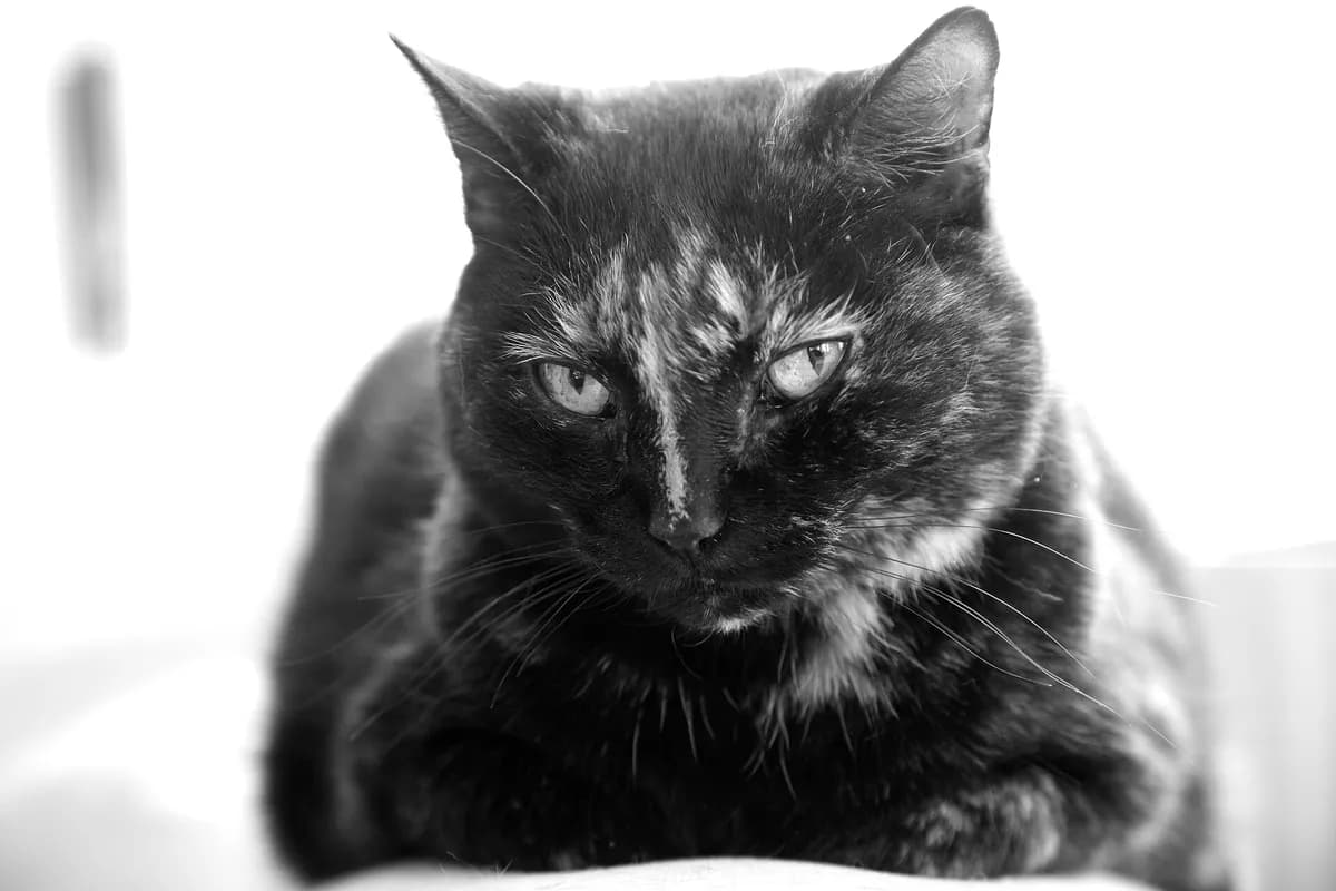 How Long Do Cats Live? Average Lifespan & More — PurrWise guide