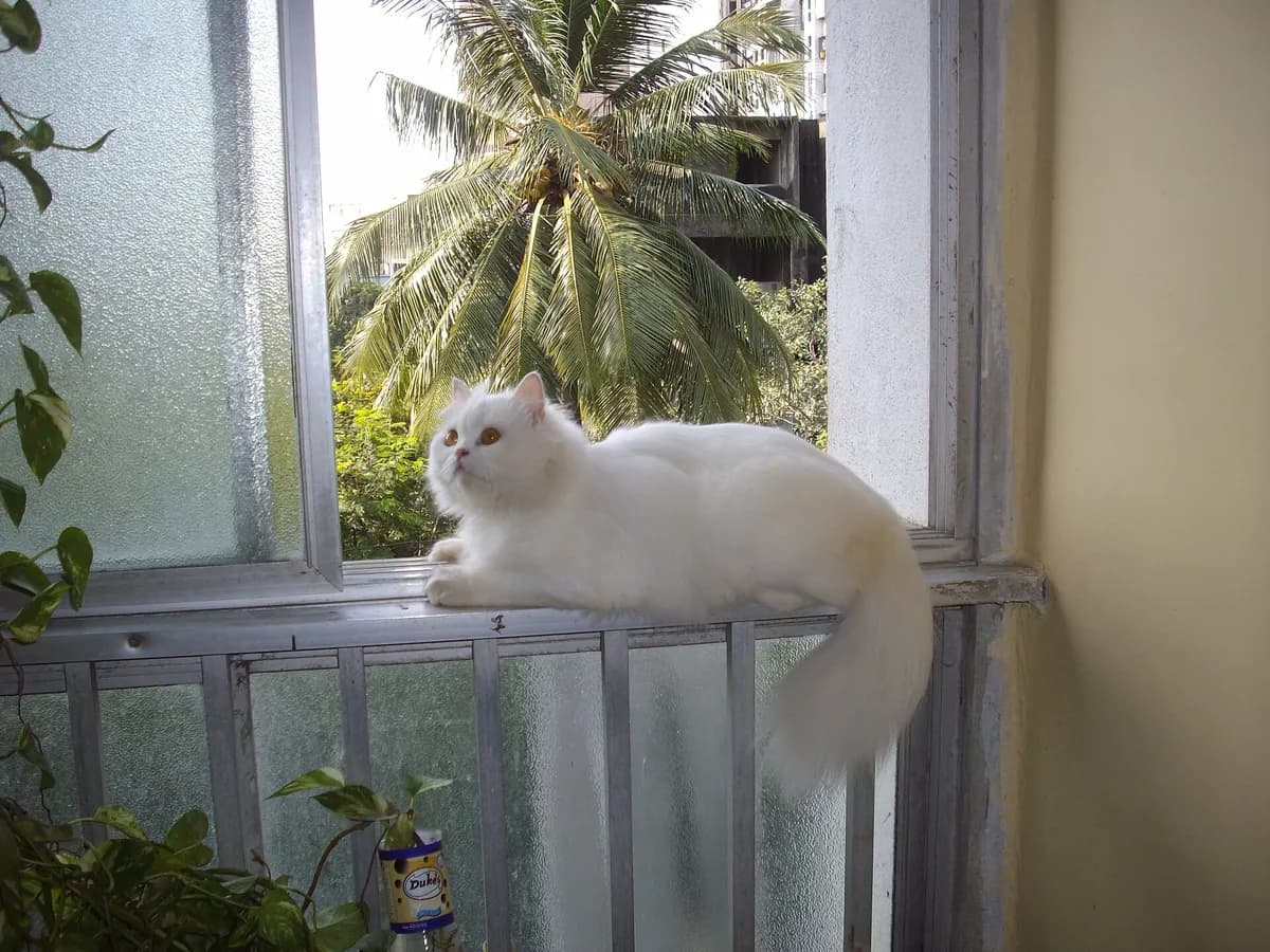 How to Keep Cats Cool in Summer: 10 Simple Tips — PurrWise guide