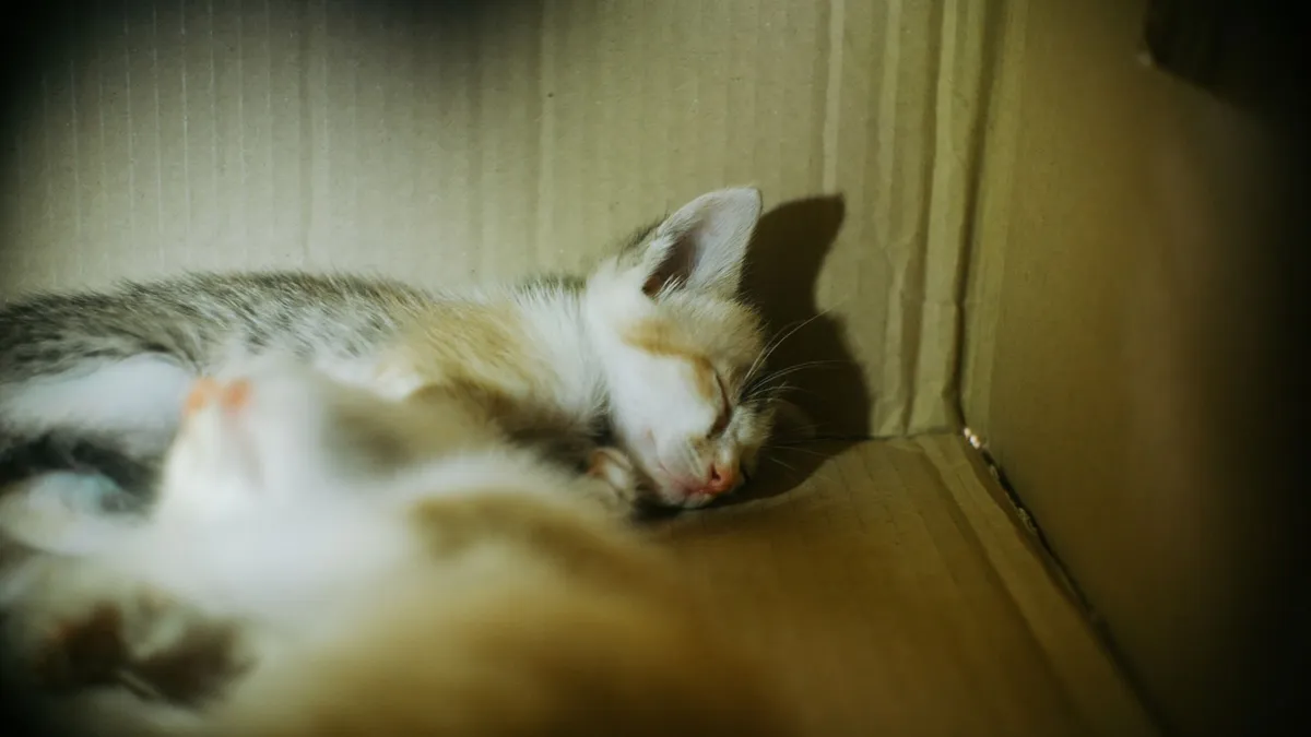 How to Litter Train a Kitten: Step-by-Step Guide — PurrWise guide