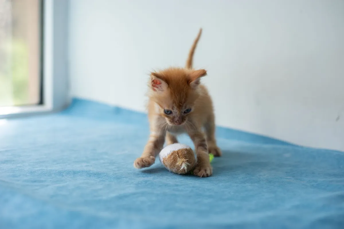 How to Raise a Kitten Week by Week from Birth to Six Months — PurrWise guide