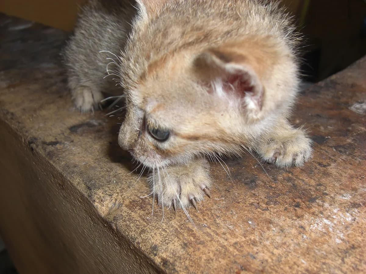 Why Do Cats Hiss? It's a Warning, Not a Grudge — PurrWise guide