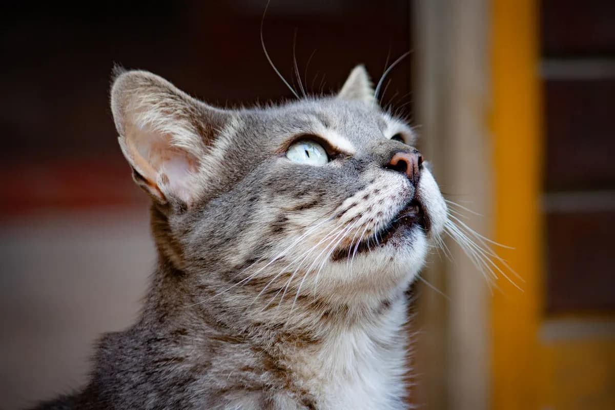Why Do Cats Stare at Walls? Common Reasons and When to Worry — PurrWise guide
