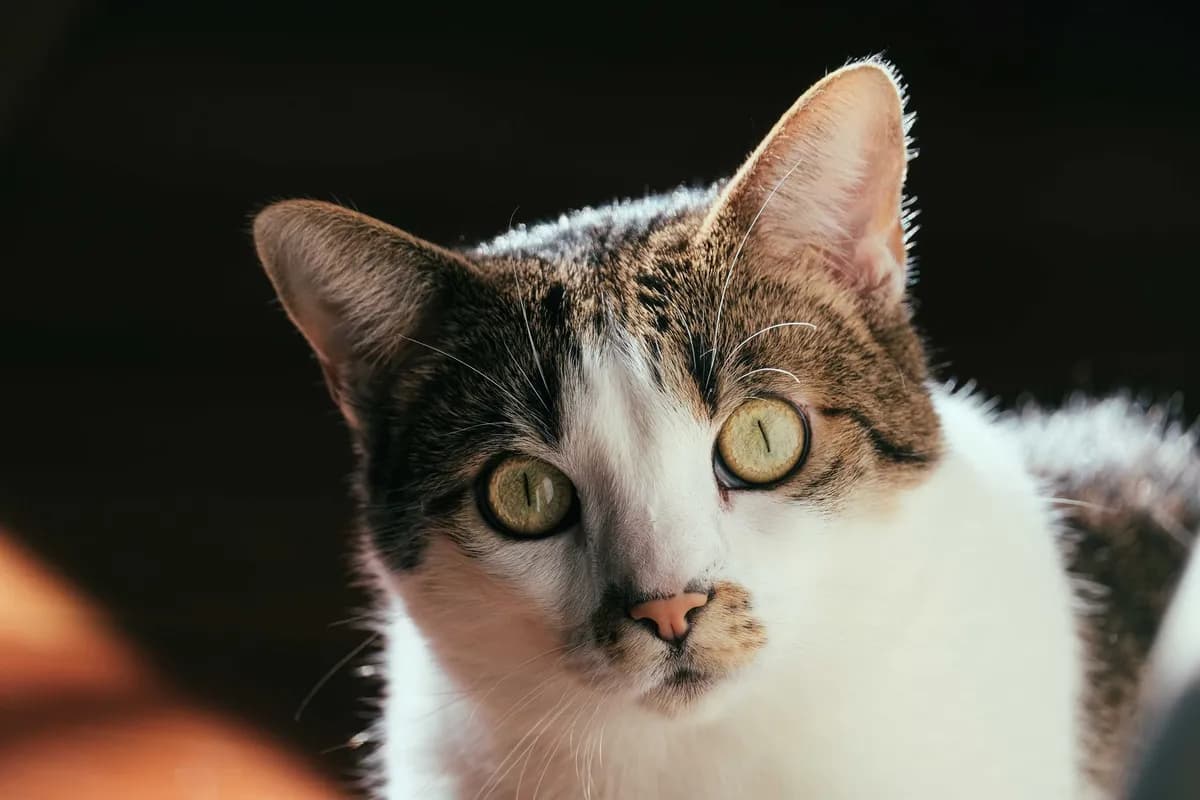 Why Does My Cat Stare at Me? 6 Reasons Behind the Gaze — PurrWise guide