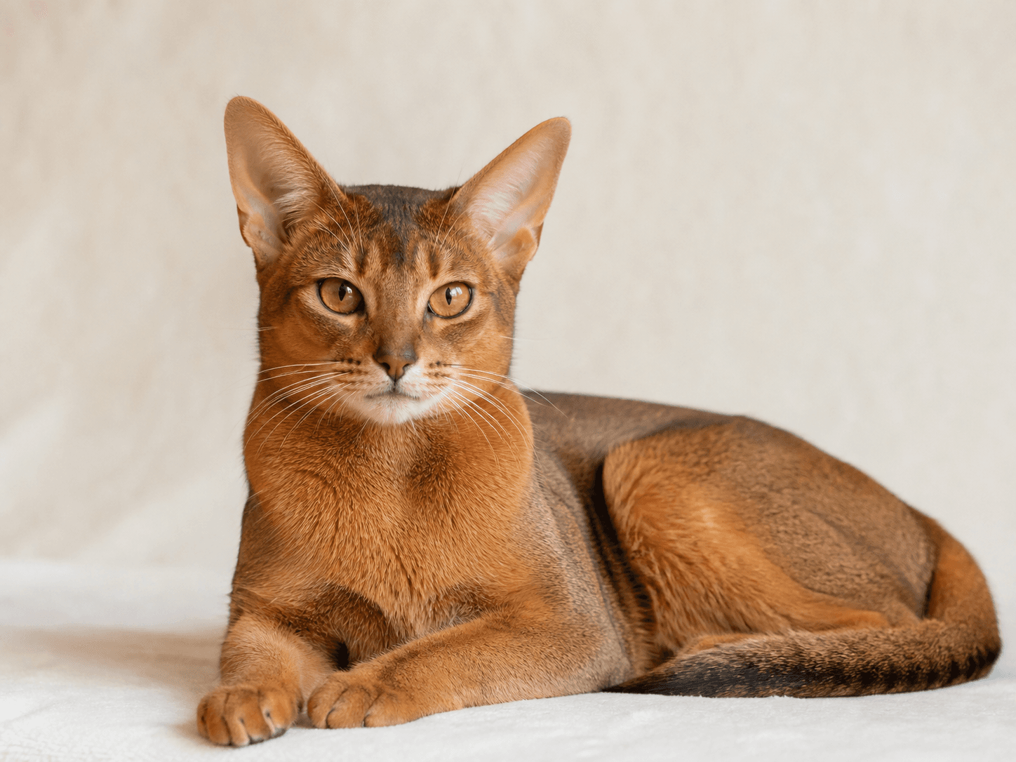 Abyssinian cat