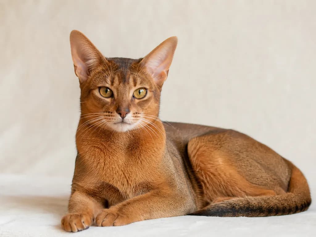 Abyssinian cat portrait