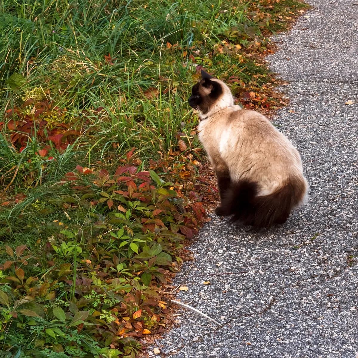 Balinese cat portrait