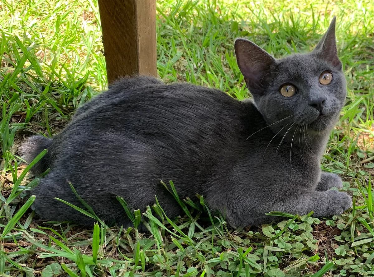 Manx cat portrait