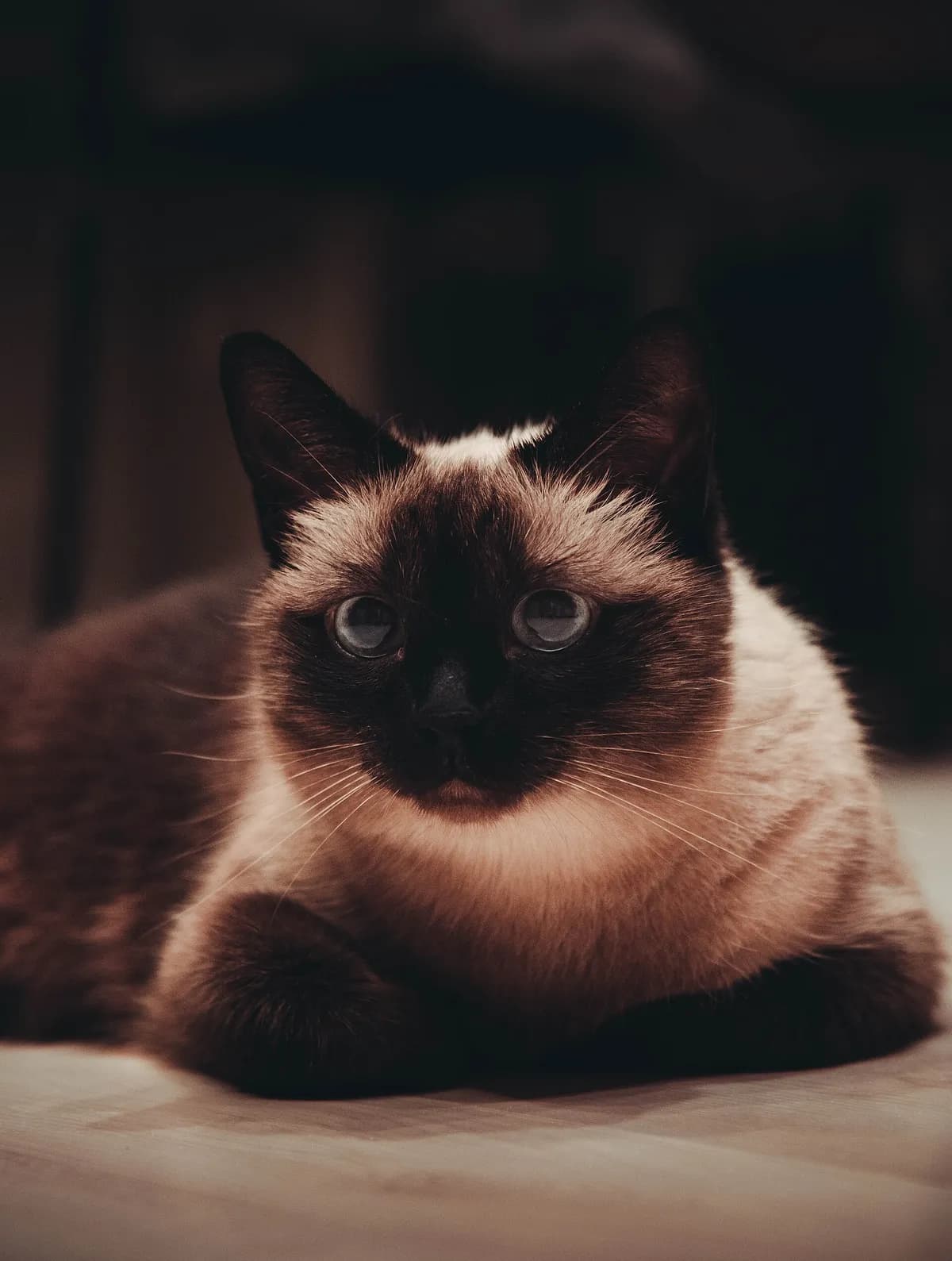 Siamese cat