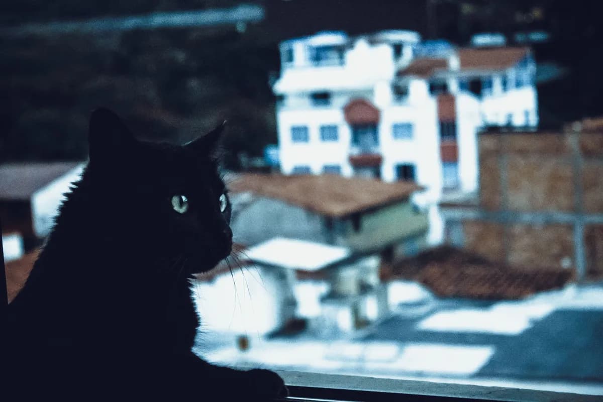 What Are the Best Cat Breeds for Apartments? — PurrWise guide