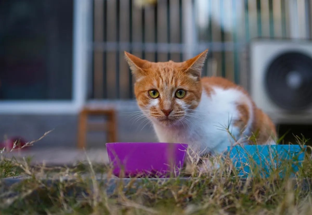 What's the Best Food for Kittens? A Vet-Informed Guide — PurrWise guide