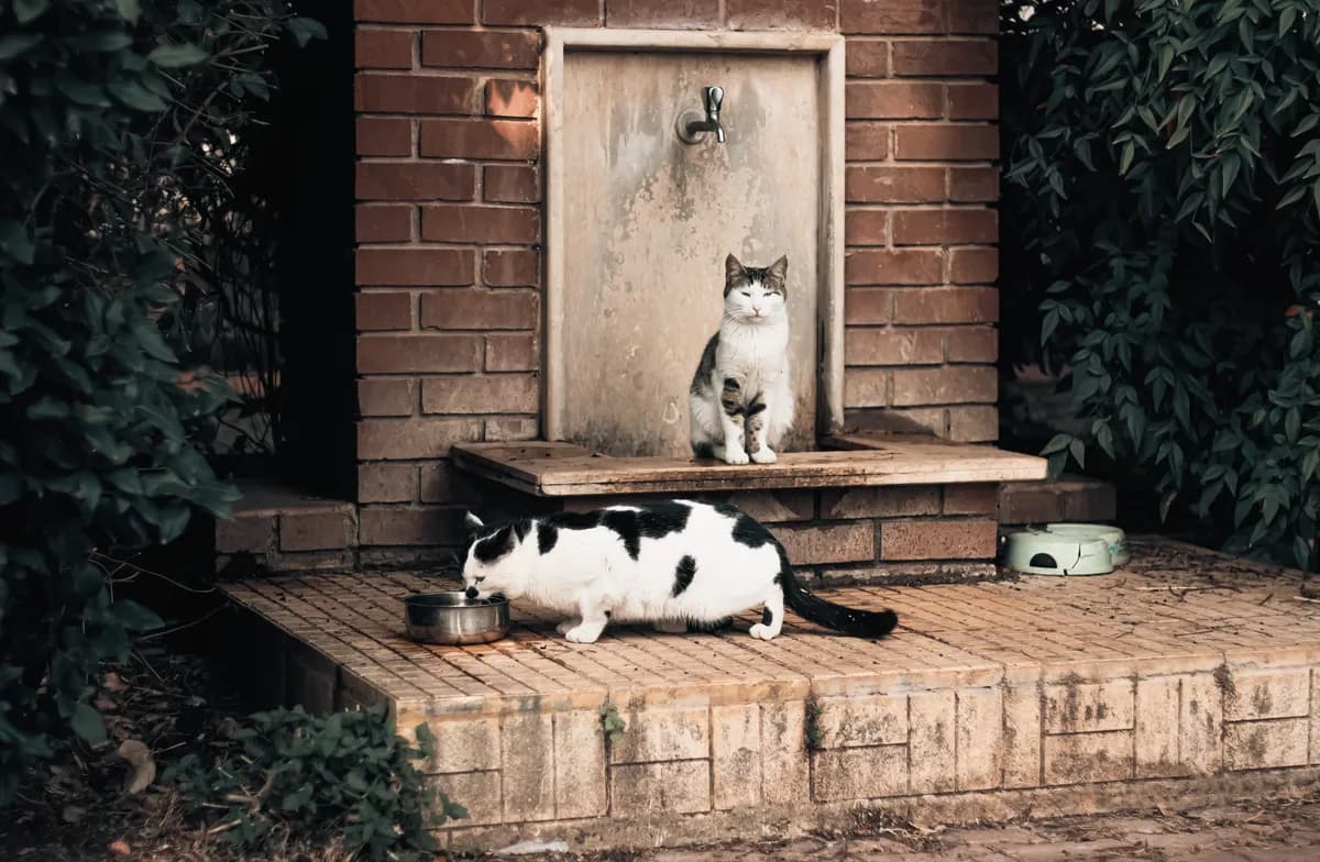 Can Cats Drink Broth? Yes, If It's Sodium-Free and Onion-Free — PurrWise guide