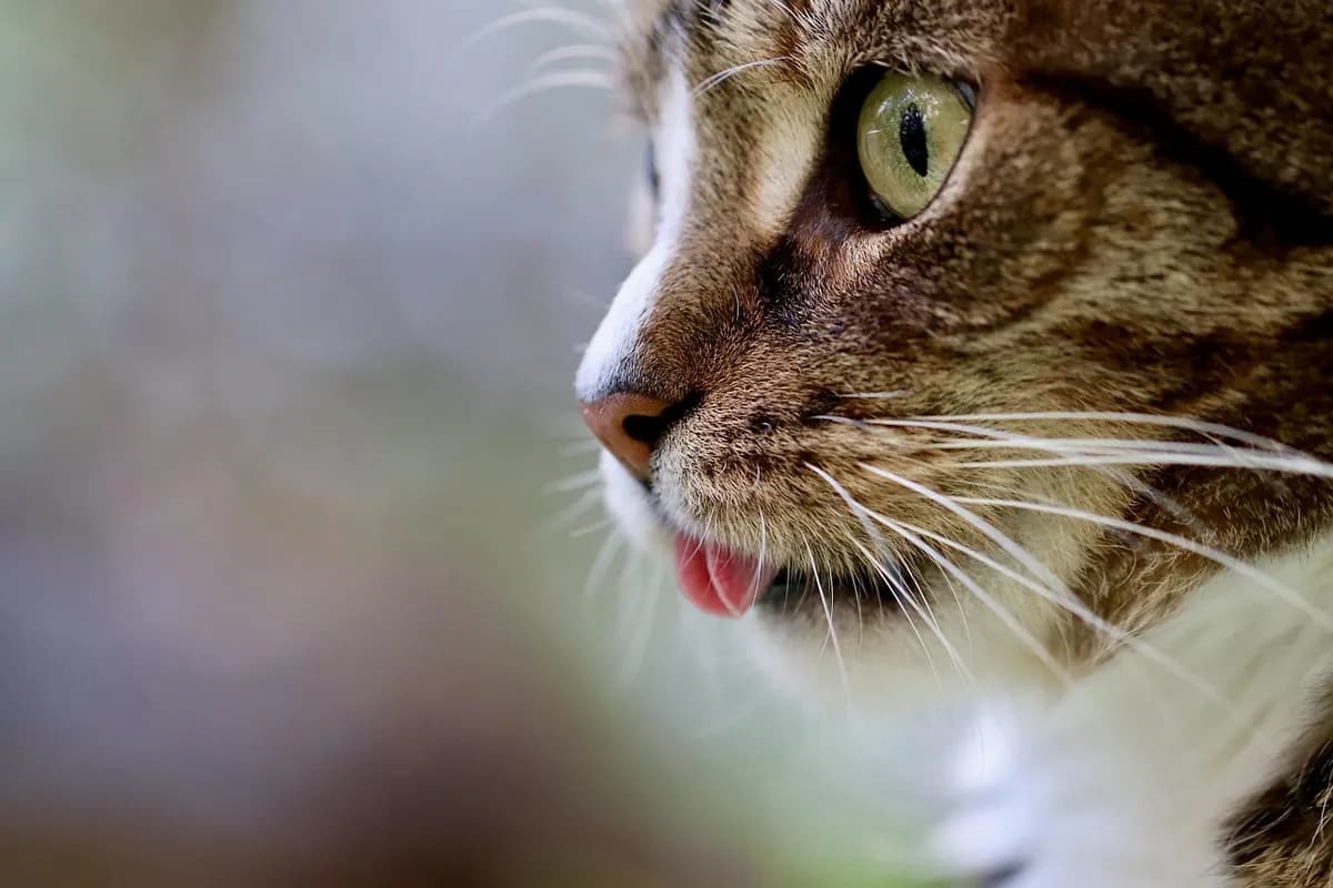 Can Cats Eat Bananas? Yes, But Don't Overdo It — PurrWise guide