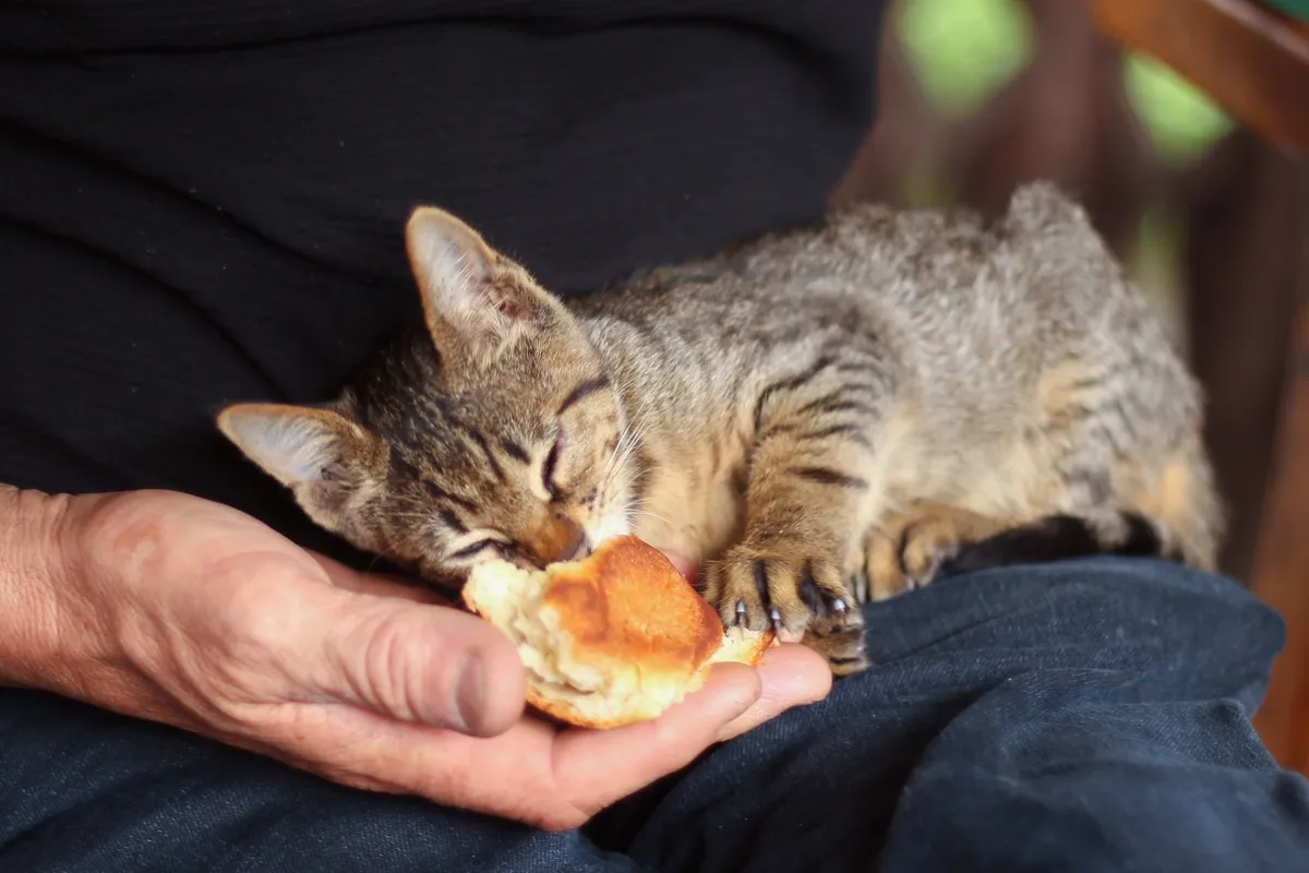 Can Cats Eat Bread? Safety, Portions & Risks — PurrWise guide