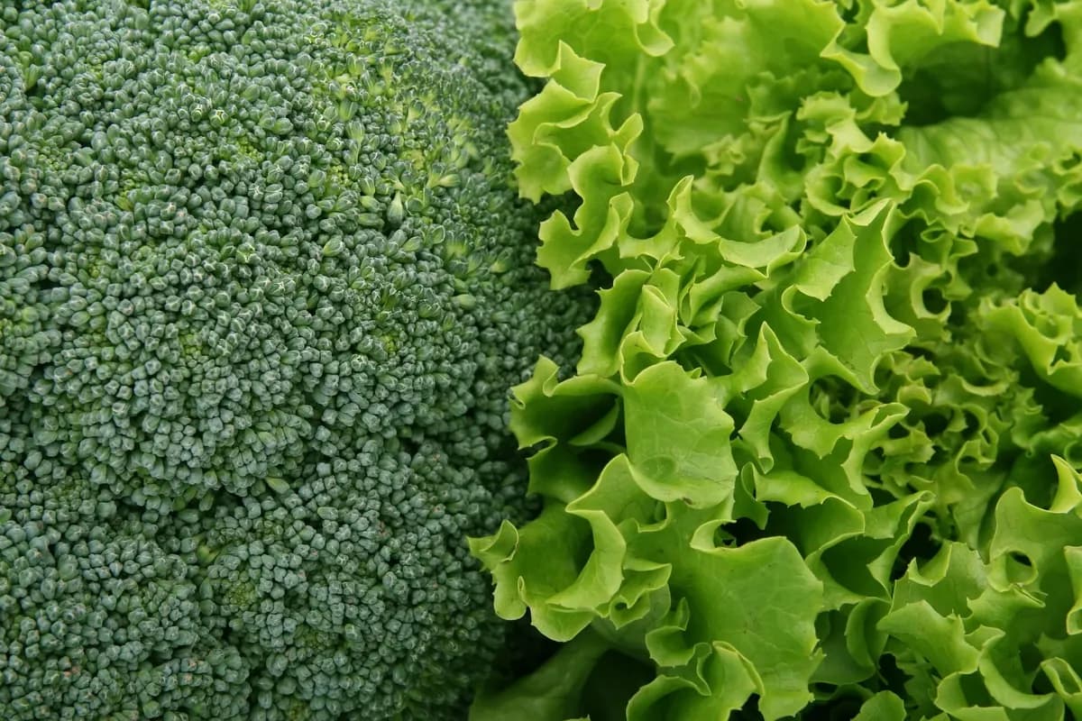Can Cats Eat Broccoli? Steamed and Plain — PurrWise guide