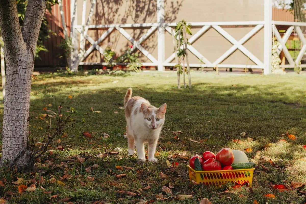 Can Cats Eat Cucumbers? What to Know Before Sharing — PurrWise guide