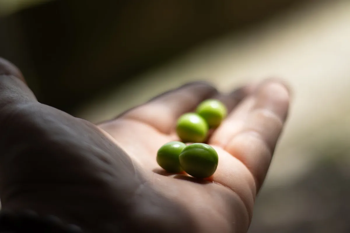 Can Cats Eat Peas? A Safe Veggie Treat — PurrWise guide