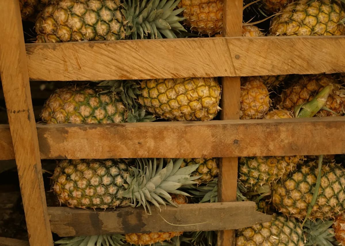 Can Cats Eat Pineapple? Small Pieces Only — PurrWise guide