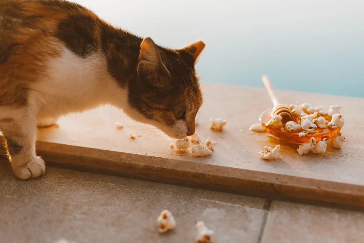 Can Cats Eat Popcorn? — PurrWise guide