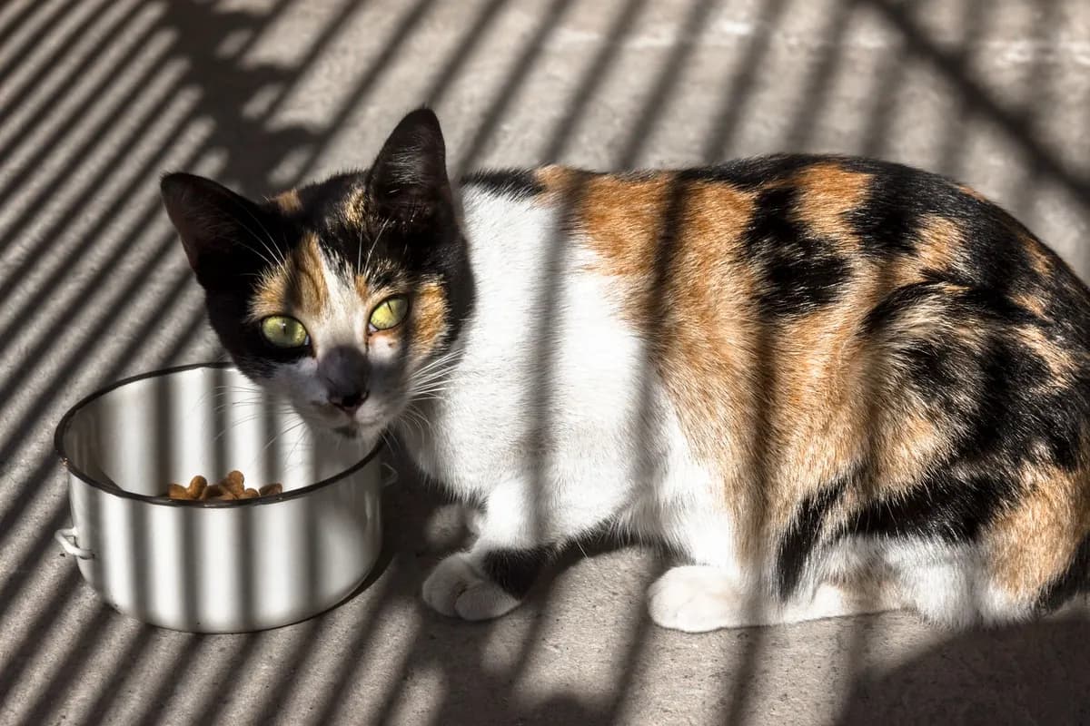 Can Cats Eat Rice? What Pet Parents Should Know — PurrWise guide