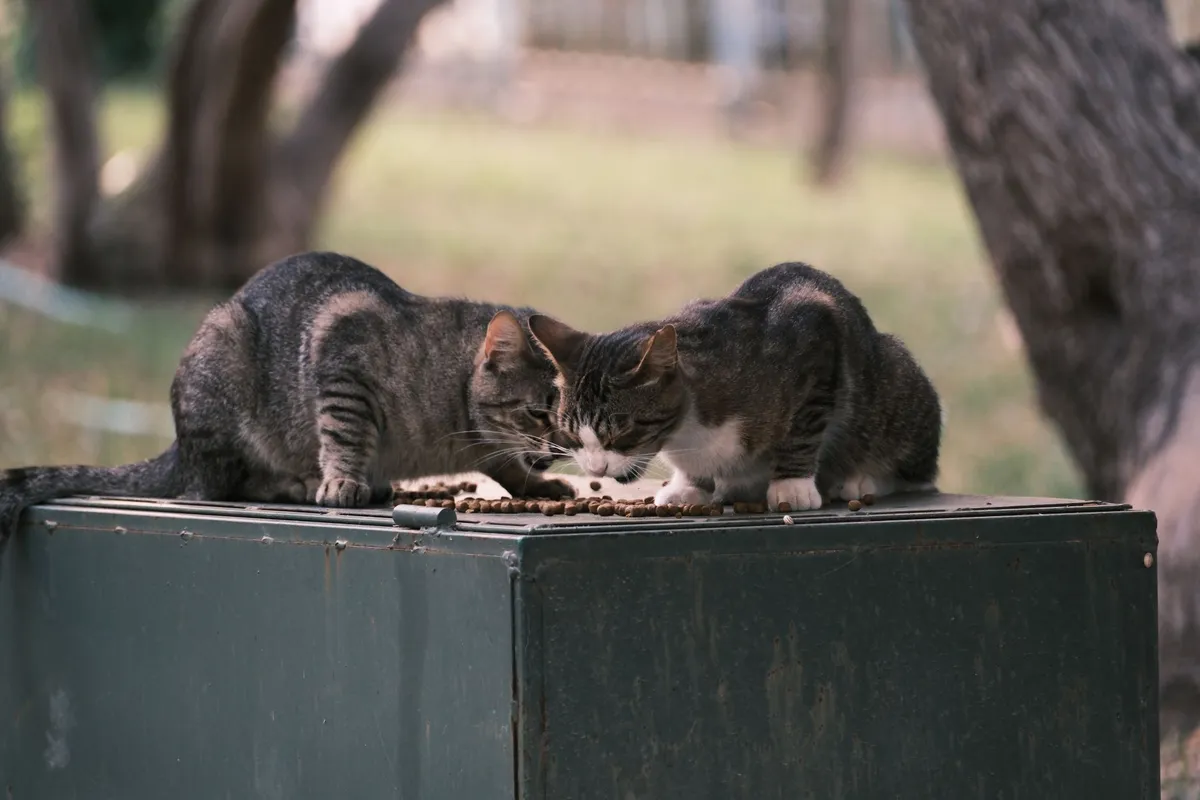 Can Cats Eat Salmon? Yes, but Keep These Safety Rules in Mind — PurrWise guide