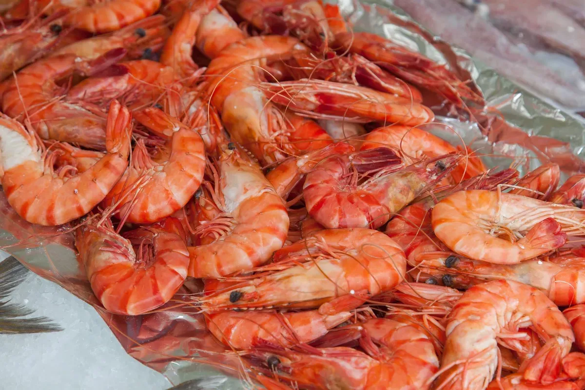 Can Cats Eat Shrimp? Yes, With These Safety Rules — PurrWise guide