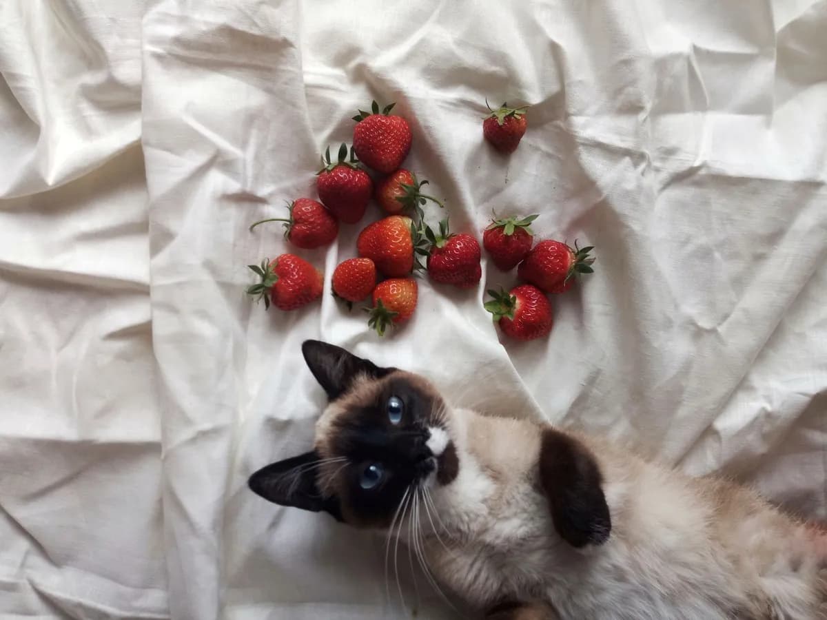 Can Cats Eat Strawberries? What to Know Before Sharing — PurrWise guide