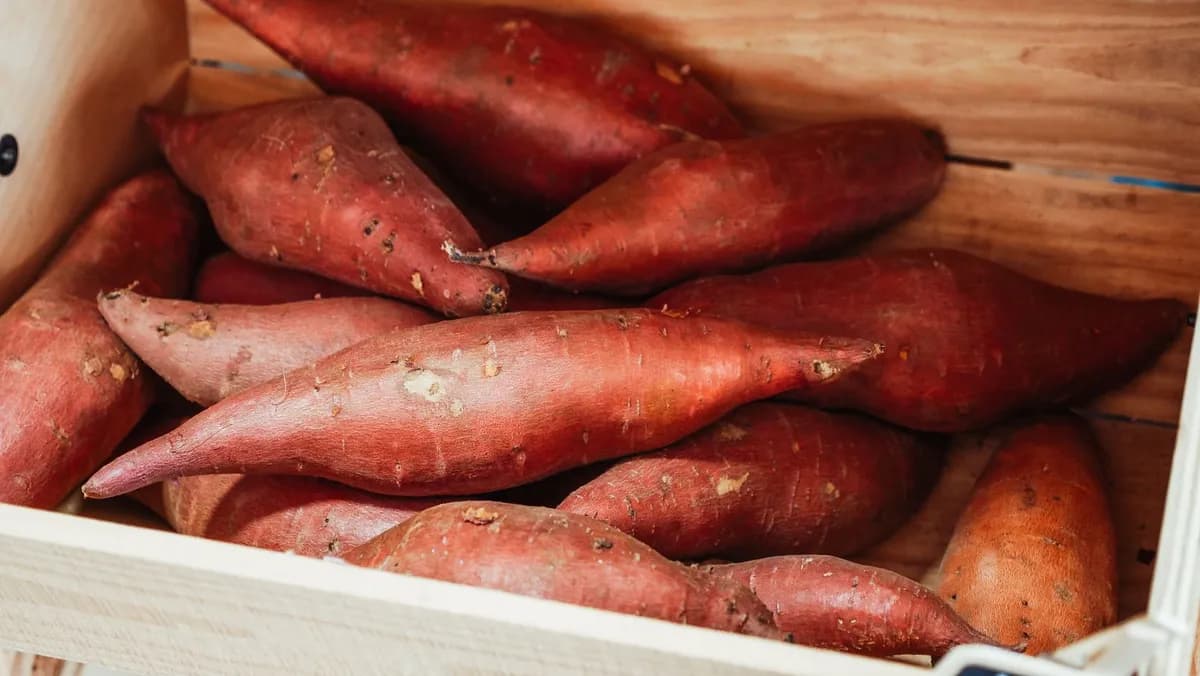 Can Cats Eat Sweet Potatoes? Yes, If Cooked Plain — PurrWise guide