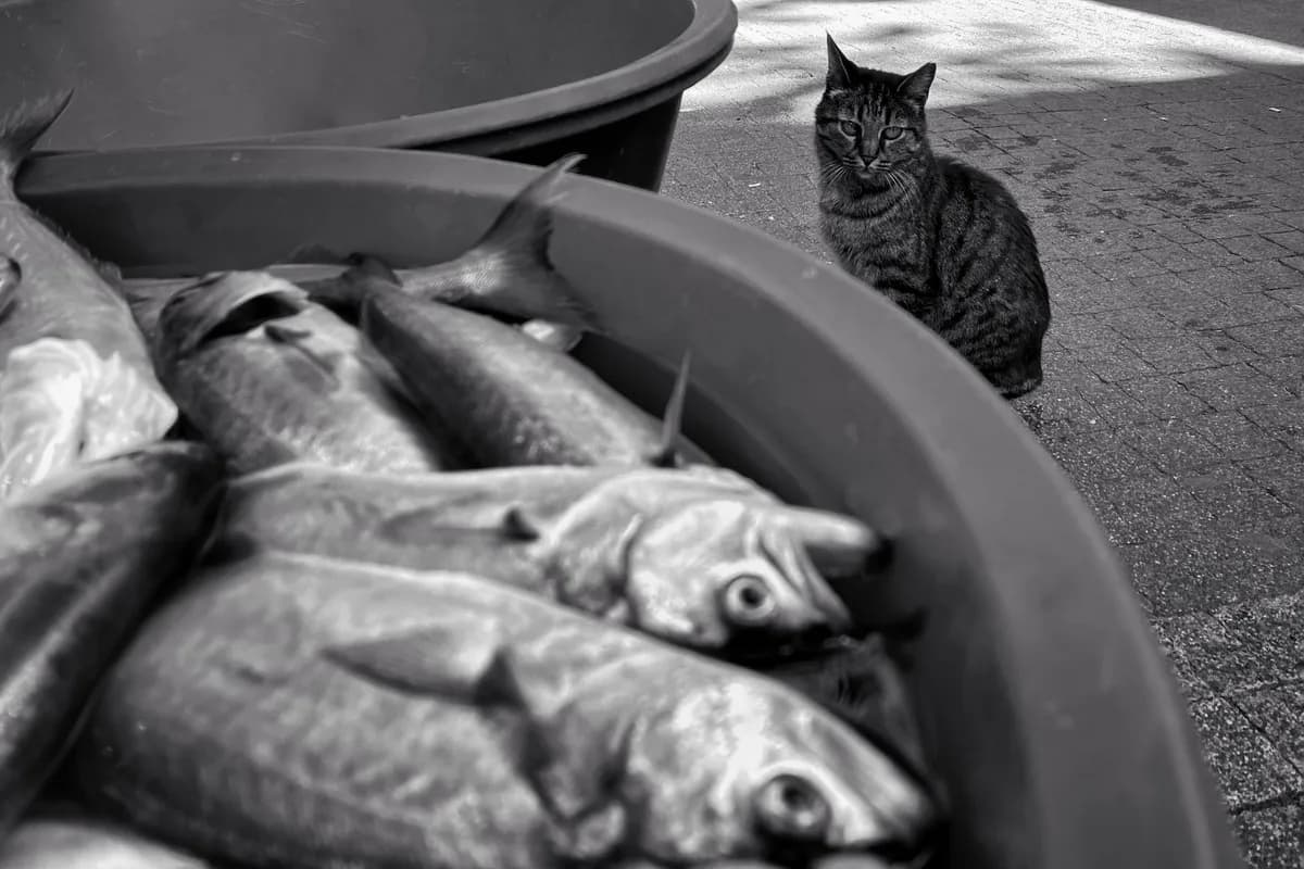 Can Cats Eat Tuna? What You Need to Know — PurrWise guide