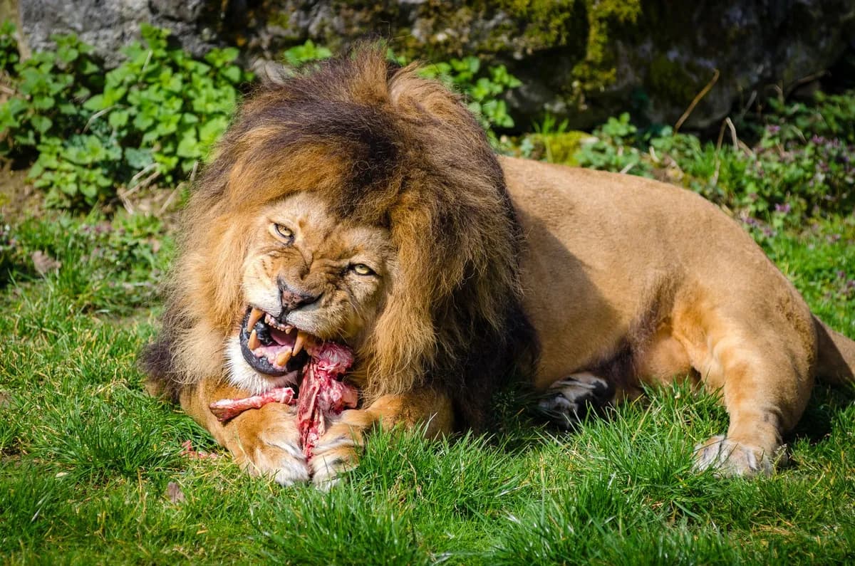 Can Cats Eat Turkey? A Safe Feeding Guide — PurrWise guide