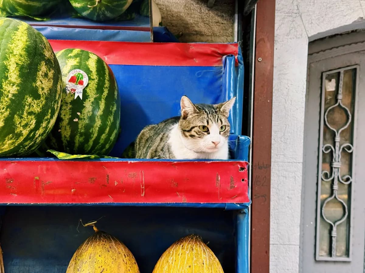 Can Cats Eat Watermelon? A Vet-Backed Feeding Guide — PurrWise guide