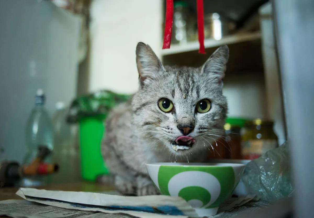 Can Cats Eat Yogurt? What to Know Before Sharing — PurrWise guide