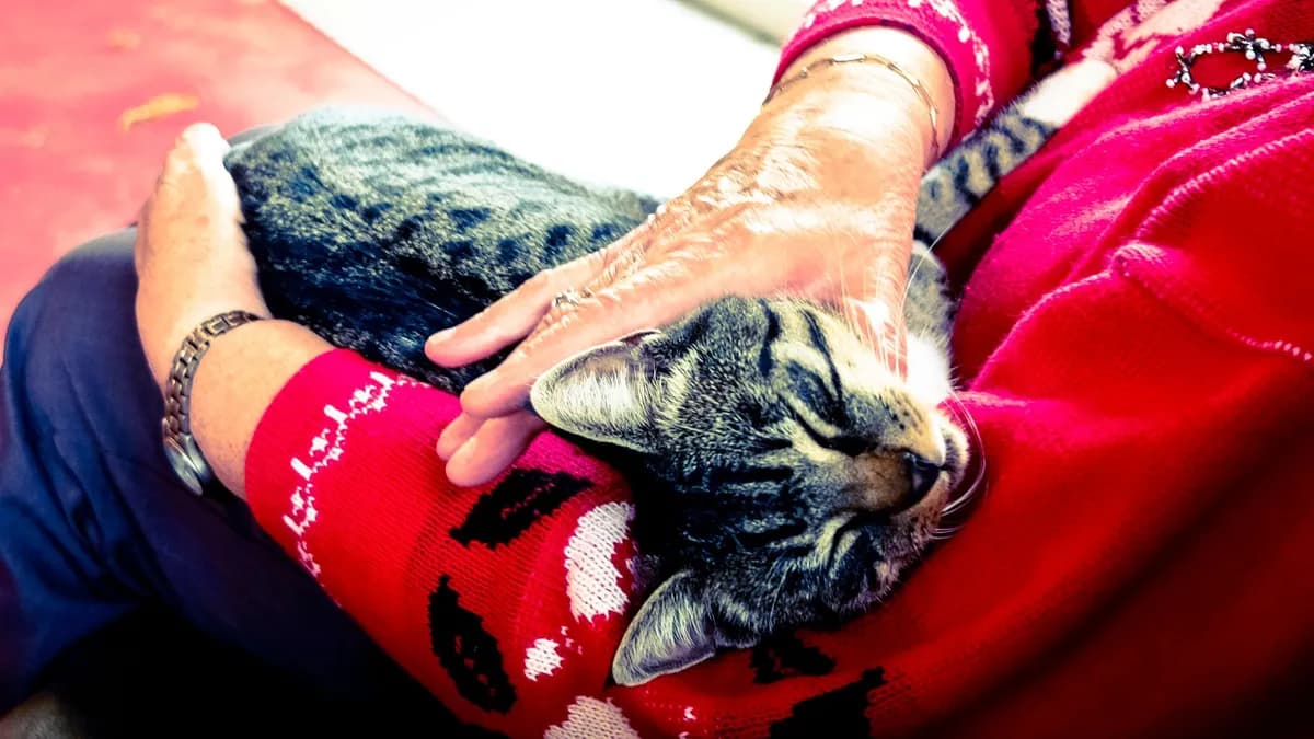 How to Care for an Older Cat: Comfort and Daily Tips — PurrWise guide