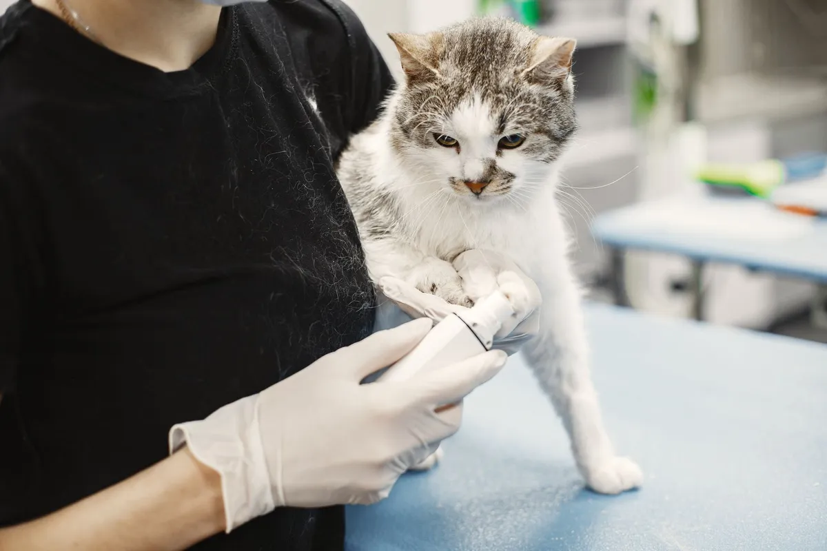Cat First Aid Kit: What to Include (and What to Skip) — PurrWise guide