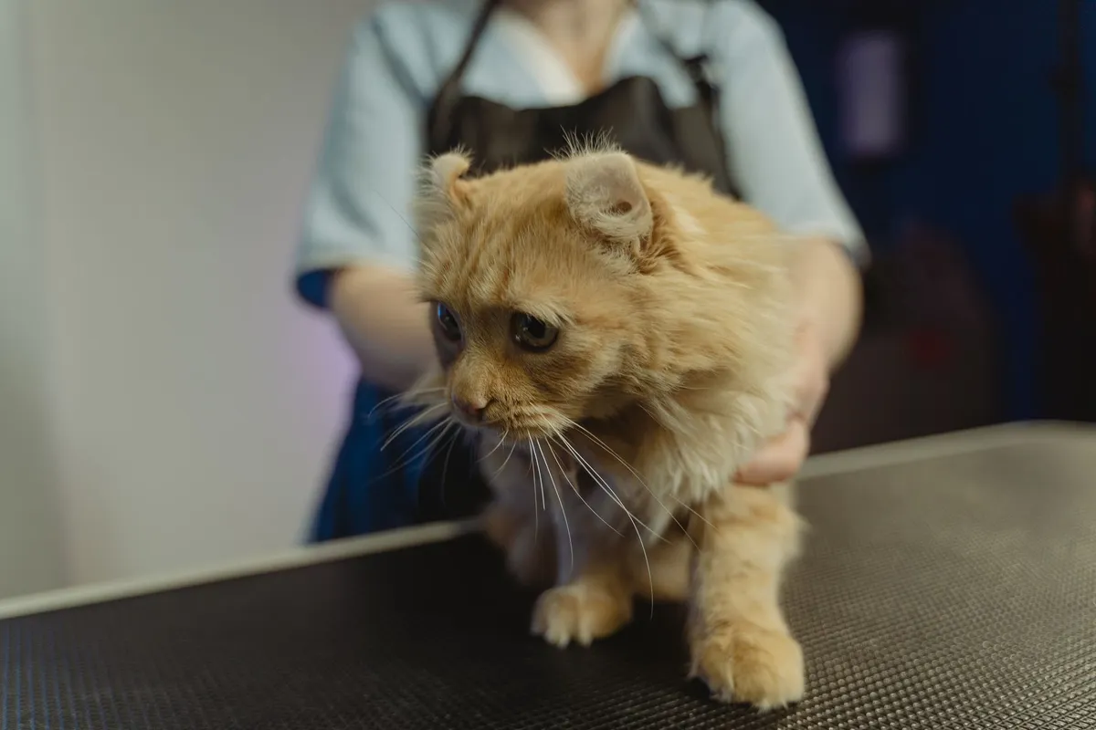 Should my cat get a microchip? What you need to know — PurrWise guide