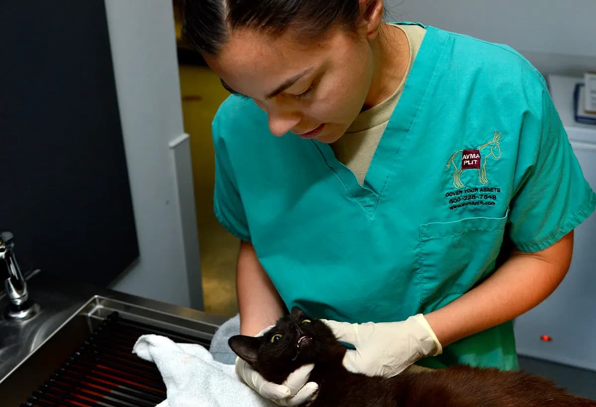 A veterinarian examining a domestic cat during a routine checkup