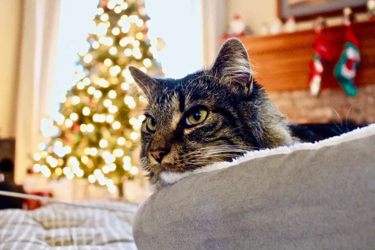 Christmas Safety for Cats: Tree, Tinsel & Guest Hazards — PurrWise guide