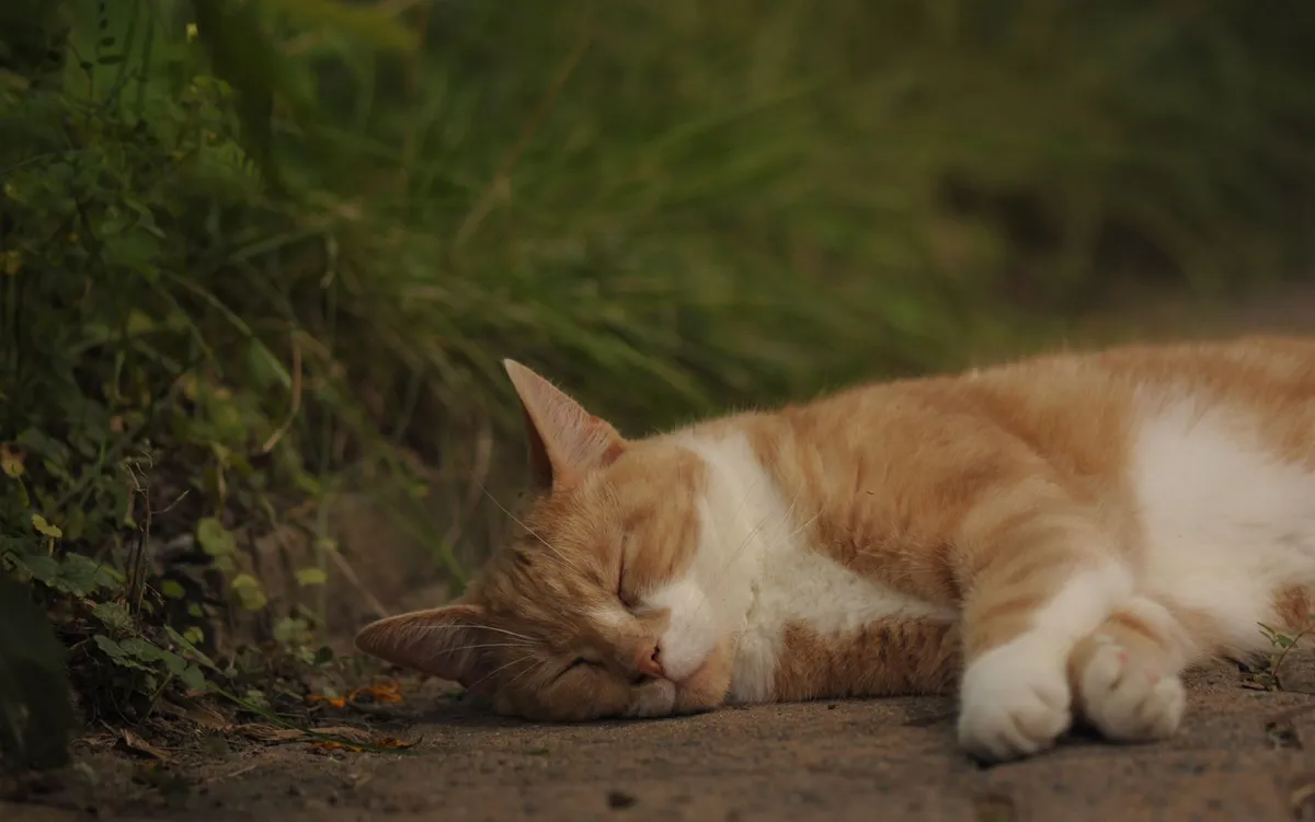 Do Cats Dream? What Science Says About Feline Sleep — PurrWise guide