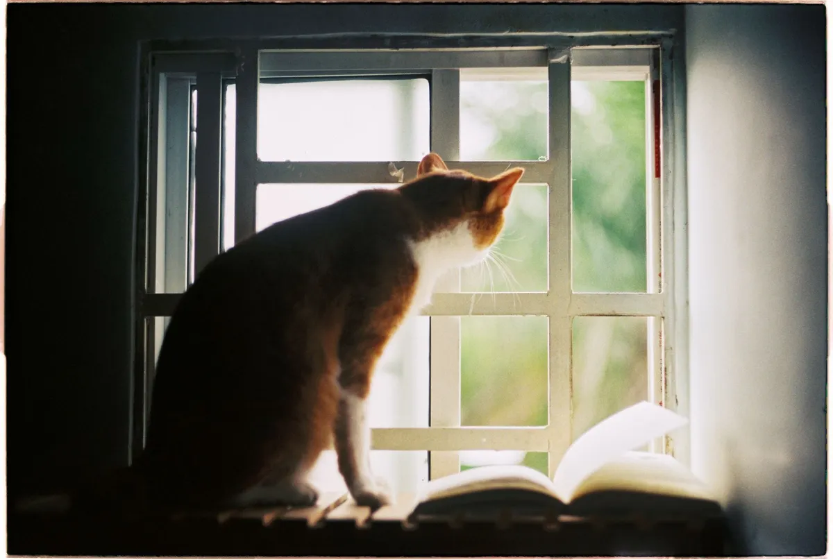 Do Cats Get Lonely? Signs and Solutions — PurrWise guide