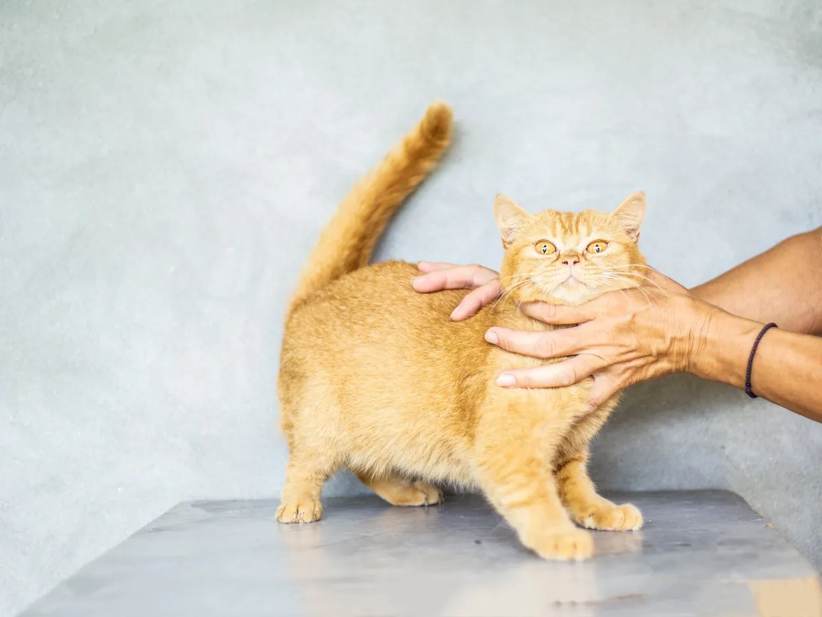 Do Cats Know Their Names? What Science Says — PurrWise guide
