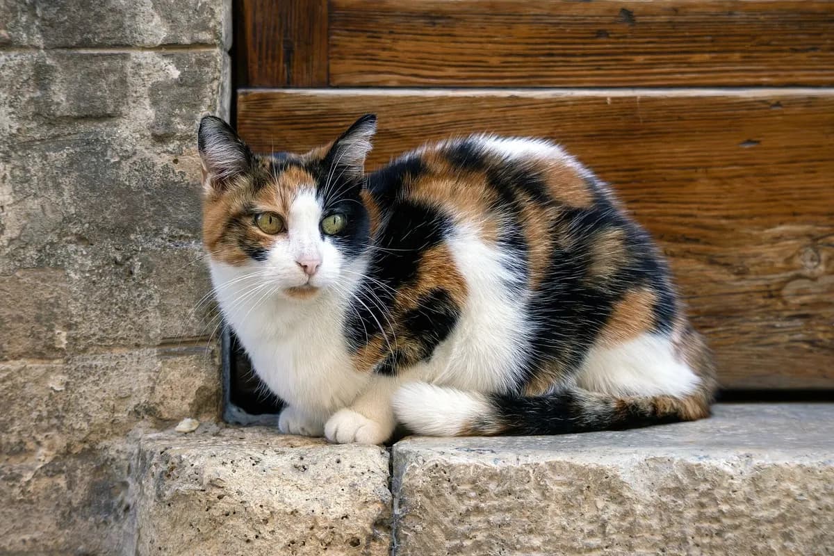 Do Cats Need Baths? How to Bathe a Cat Safely — PurrWise guide