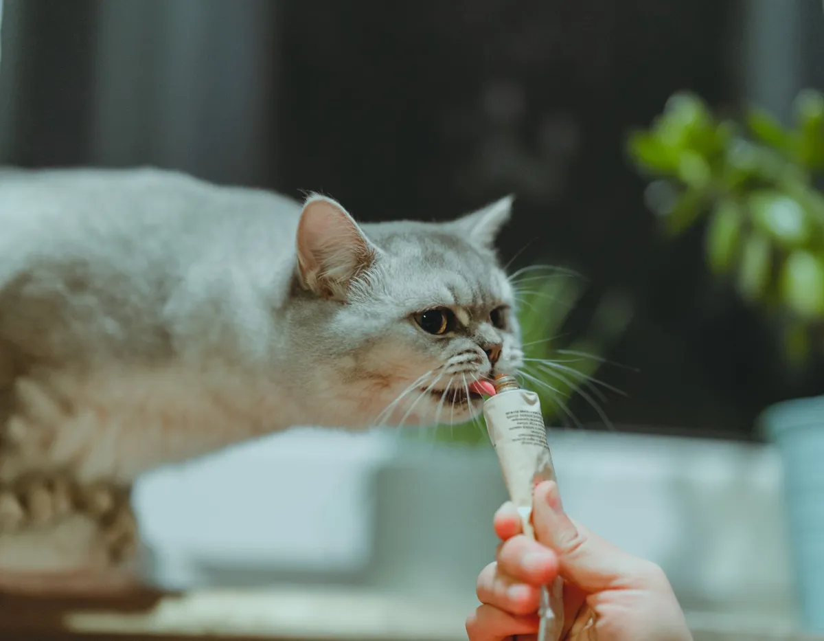 Do Cats Need Supplements? What Every Owner Should Know — PurrWise guide