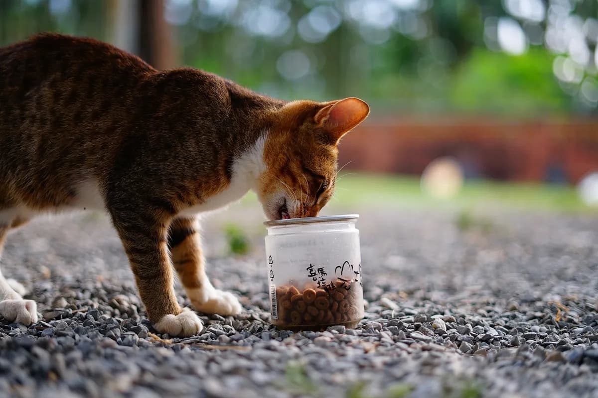 Is Grain-Free Cat Food Actually Better for Cats? What Science Says — PurrWise guide