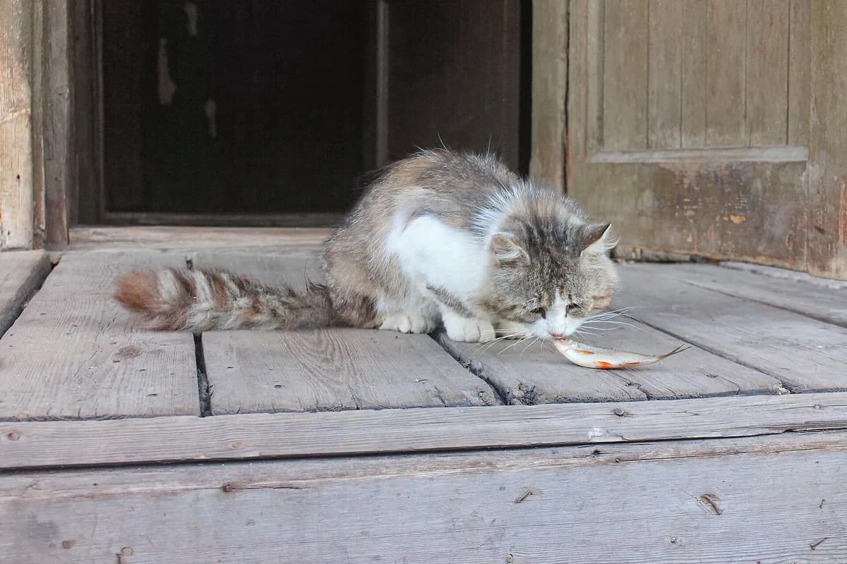 How Much Should You Feed Your Senior Cat? — PurrWise guide