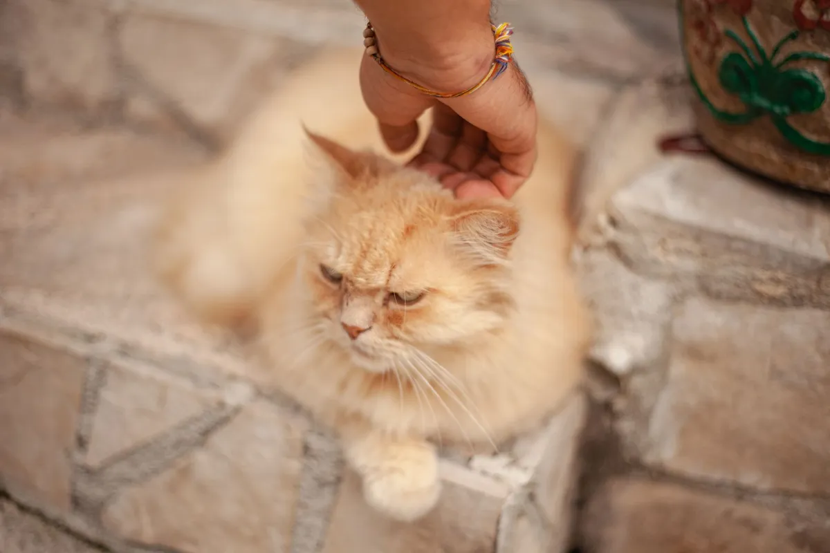 How to Bond With Your Cat: 10 Everyday Ways — PurrWise guide