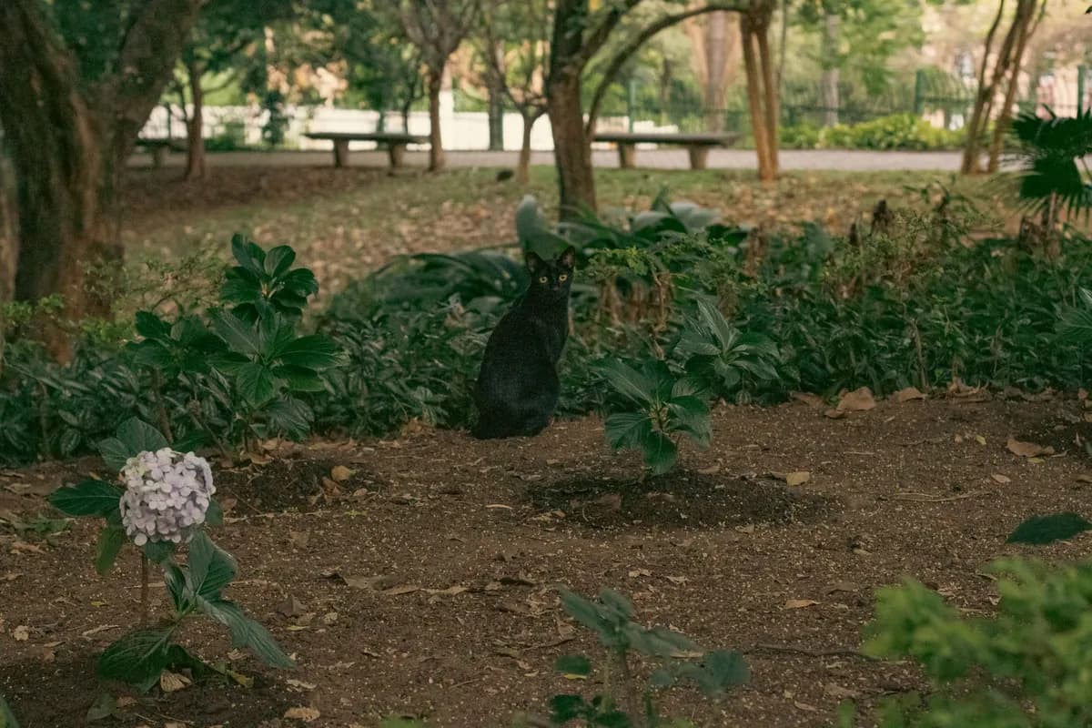 How to Build an Outdoor Cat Enclosure (Catio) for Your Cat — PurrWise guide