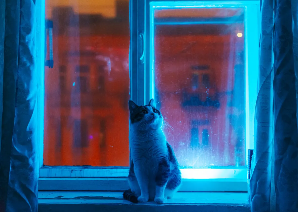 How to Calm a Cat During Fireworks and Thunderstorms — PurrWise guide