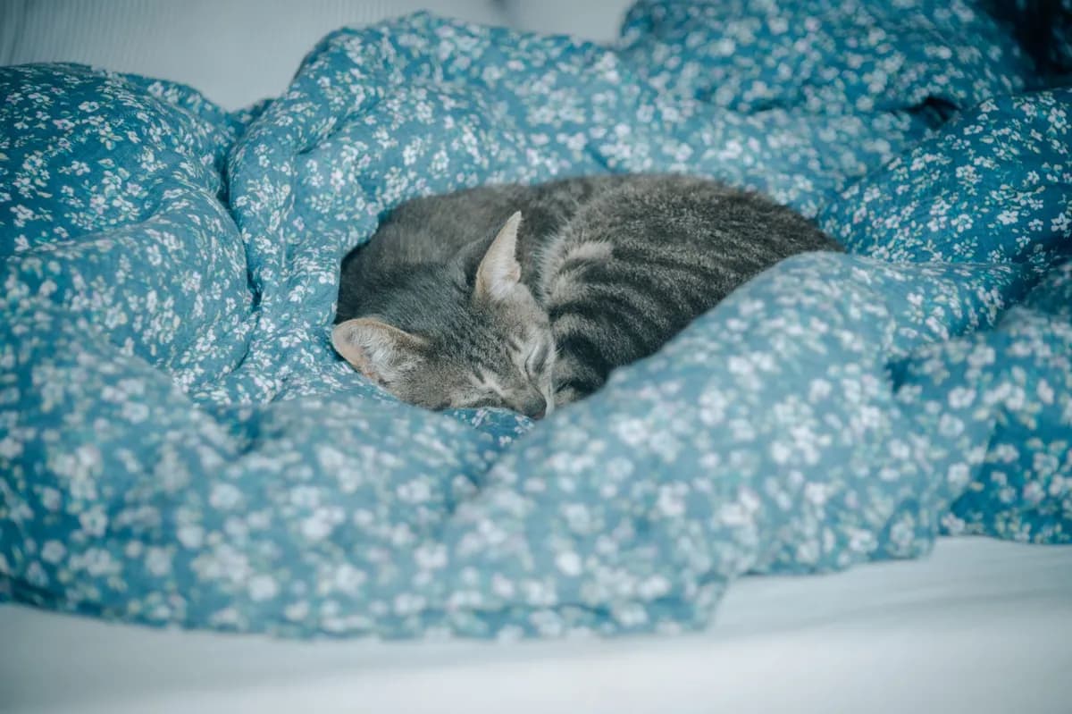 How to Choose a Cat Bed That Your Cat Will Actually Use? — PurrWise guide