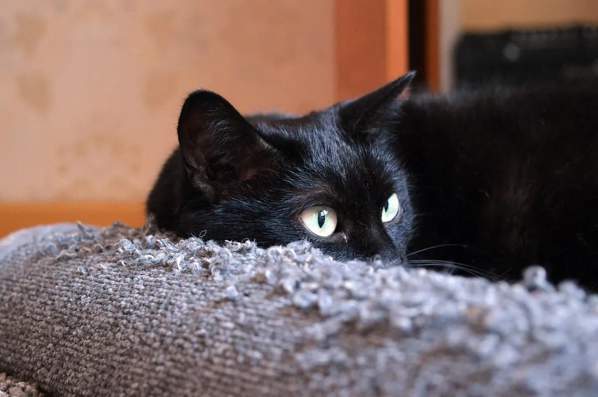 How to Choose a Cat Tree That Your Cat Will Actually Use — PurrWise guide